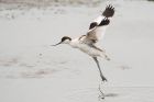 Avocet_LM_050821a.jpg