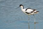 Avocet_LM_050821b.jpg