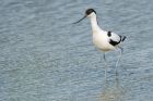 Avocet_LM_050821c.jpg