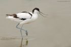 Avocet_LM_050821d.jpg