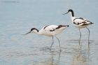 Avocet_LM_050821e.jpg