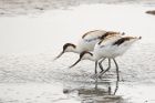 Avocet_LM_050821f.jpg