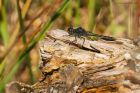 Filename=BlackDarter_HB_230823a.jpg
Filesize=648KB
Dimensions=1300x866
Date added=Aug 28, 2025 BlackDarter_HB_230823a.jpg