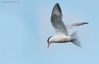 CommonTern_MMWWT_120821a.jpg