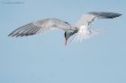 CommonTern_MMWWT_120821b.jpg