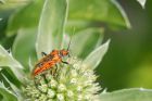 Corizus_hyoscyami_gdn_020723a.jpg