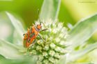 Corizus_hyoscyami_gdn_020723b.jpg