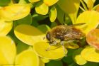 Criorhina_berberina_gdn_260522a.jpg