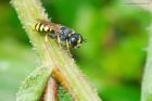 Filename=EctemniusWasp_gdn_090823a.jpg
Filesize=868KB
Dimensions=1300x867
Date added=Aug 28, 2025 EctemniusWasp_gdn_090823a.jpg
