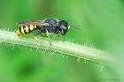 EctemniusWasp_gdn_090823a~0.jpg