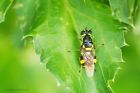 Four-barredMajorSoldierfly_gdn_090723a.jpg