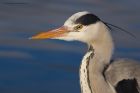 GreyHeron_NBPT_260122a.jpg