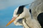 GreyHeron_NBPT_260122b.jpg