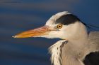 GreyHeron_NBPT_260122d.jpg