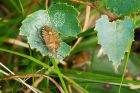 HairyShieldbug_HB_150823a.jpg