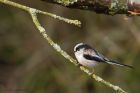 LTT_MMWWT_110222b.jpg