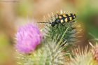 Leptura_quadrifasciata_high_plat_240721a~0.jpg