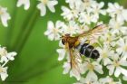 LeucozonaGlaucia_HB_280723a.jpg