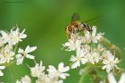 LeucozonaGlaucia_HB_280723b.jpg