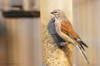 Linnet_gdn_160422a.jpg