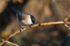 MarshTit_LM_200122a.jpg