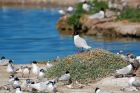 Mediterranean_Noirmoutier_230622aa.jpg