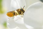 Megachile_centuncularis_gdn_290623d.jpg