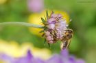 Megachile_centuncularis_gdn_290623e.jpg