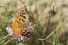 Painted_Noirmoutier_230622a.jpg