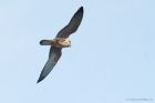 Red-FootedFalcon_MM_020922e.jpg