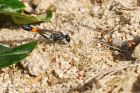 Red-banded_Sand_Wasp_gite2_220622a.jpg