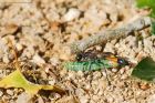 Red-banded_Sand_Wasp_gite2_220622b.jpg