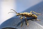 RhagiumMordax_HB_210423a.jpg