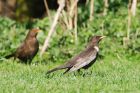 RingOuzel_MM_310322a.jpg