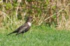 RingOuzel_MM_310322b.jpg