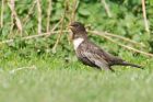 RingOuzel_MM_310322c.jpg