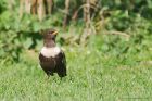 RingOuzel_MM_310322d.jpg