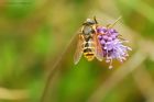 Sericomyia_silentis_HB_190821a.jpg