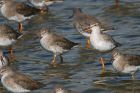 SpotShank_LM_220921a.jpg