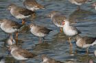 SpotShank_LM_220921b.jpg