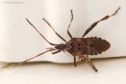 WesternConiferSeedBug_gdn_151122a.jpg