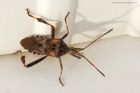 WesternConiferSeedBug_gdn_15112b.jpg