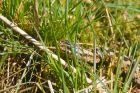 adder_HB_070423a.jpg