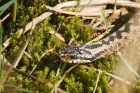 adder_HB_070423b.jpg