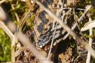 adder_HB_070423c.jpg