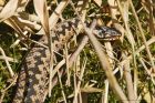 adder_HB_070423d.jpg