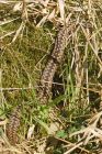 adder_HB_070423e.jpg