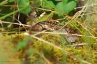 adder_HB_160822aa.jpg