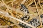 adder_HB_210423b.jpg