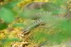Filename=adder_HB_280723a.jpg
Filesize=843KB
Dimensions=1300x867
Date added=Aug 28, 2025 adder_HB_280723a.jpg